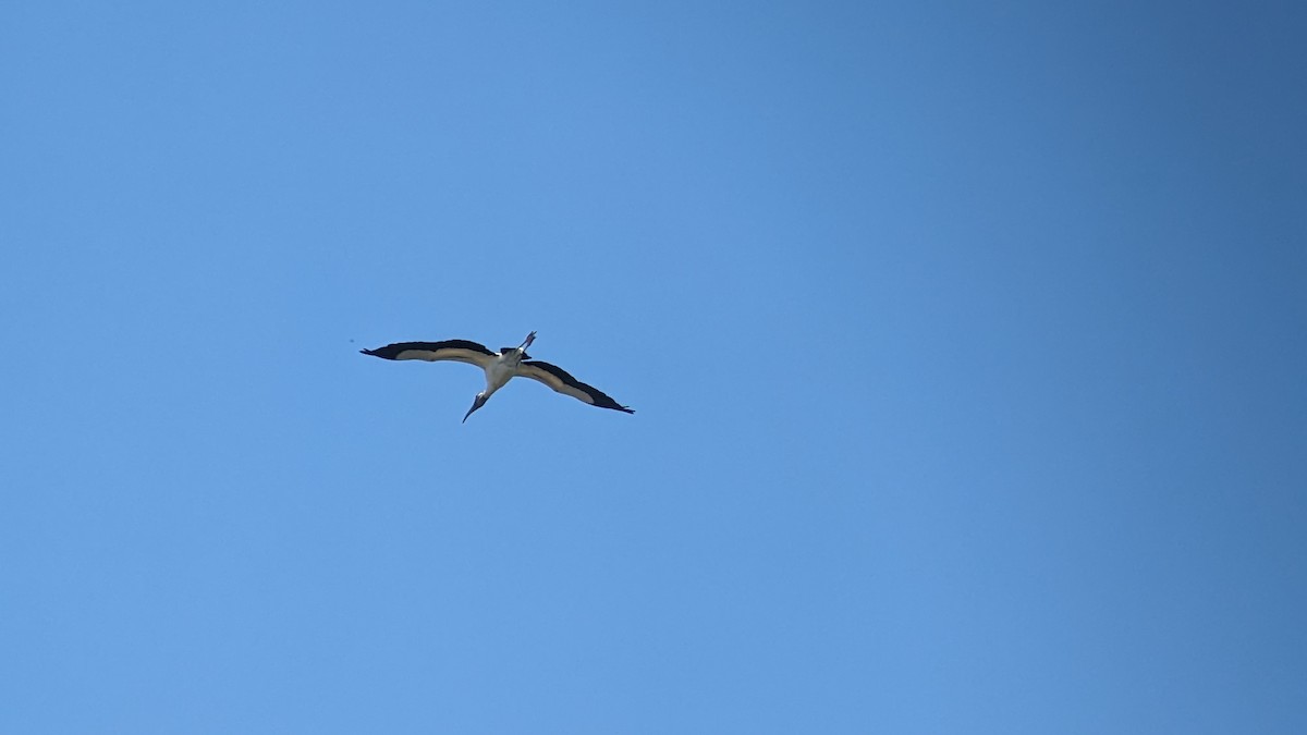 Wood Stork - ML614745933