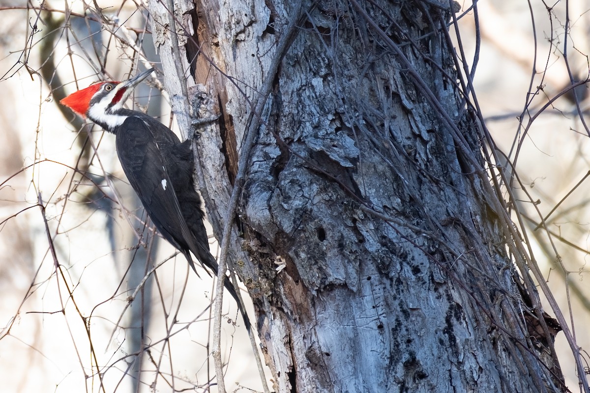 Pileated Woodpecker - ML614745935