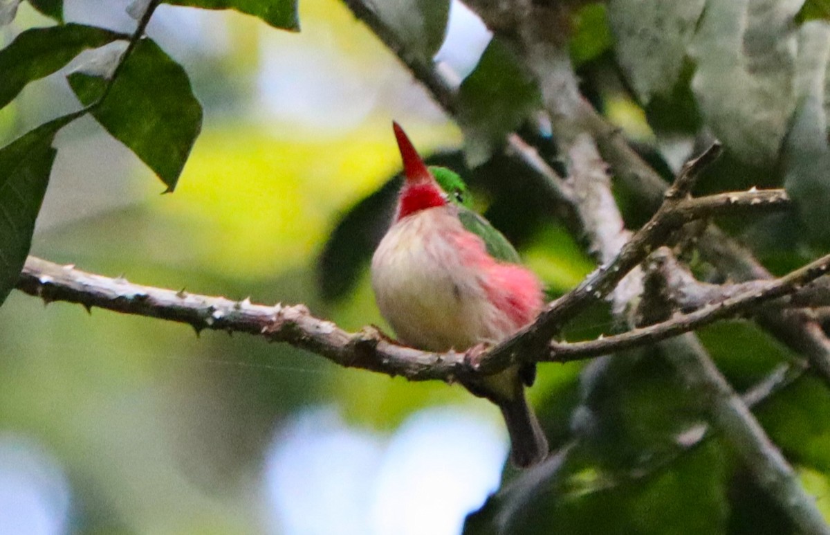 Broad-billed Tody - ML614745997