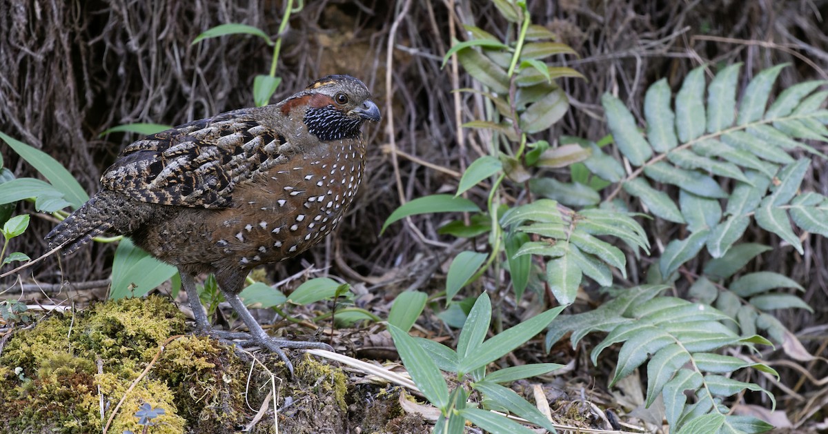 Spotted Wood-Quail - ML614746145