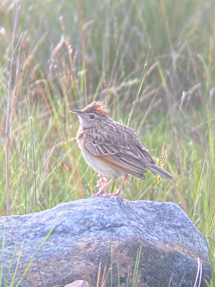 Rufous-naped Lark - ML614746178