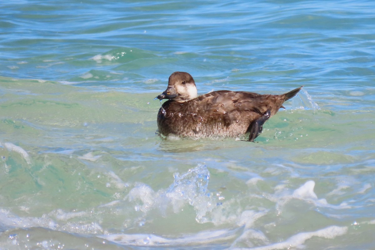 Black Scoter - ML614746206