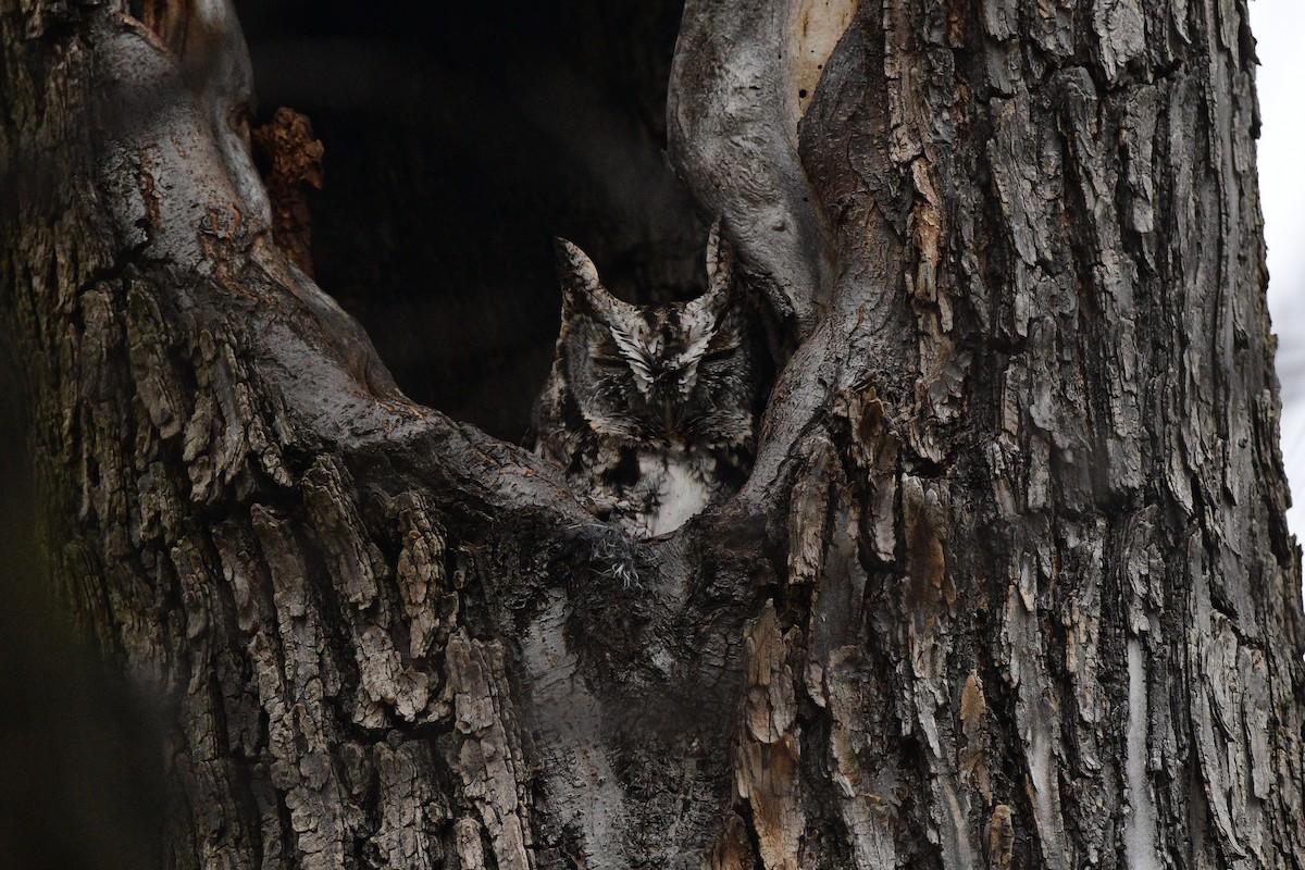 Eastern Screech-Owl - ML614746250