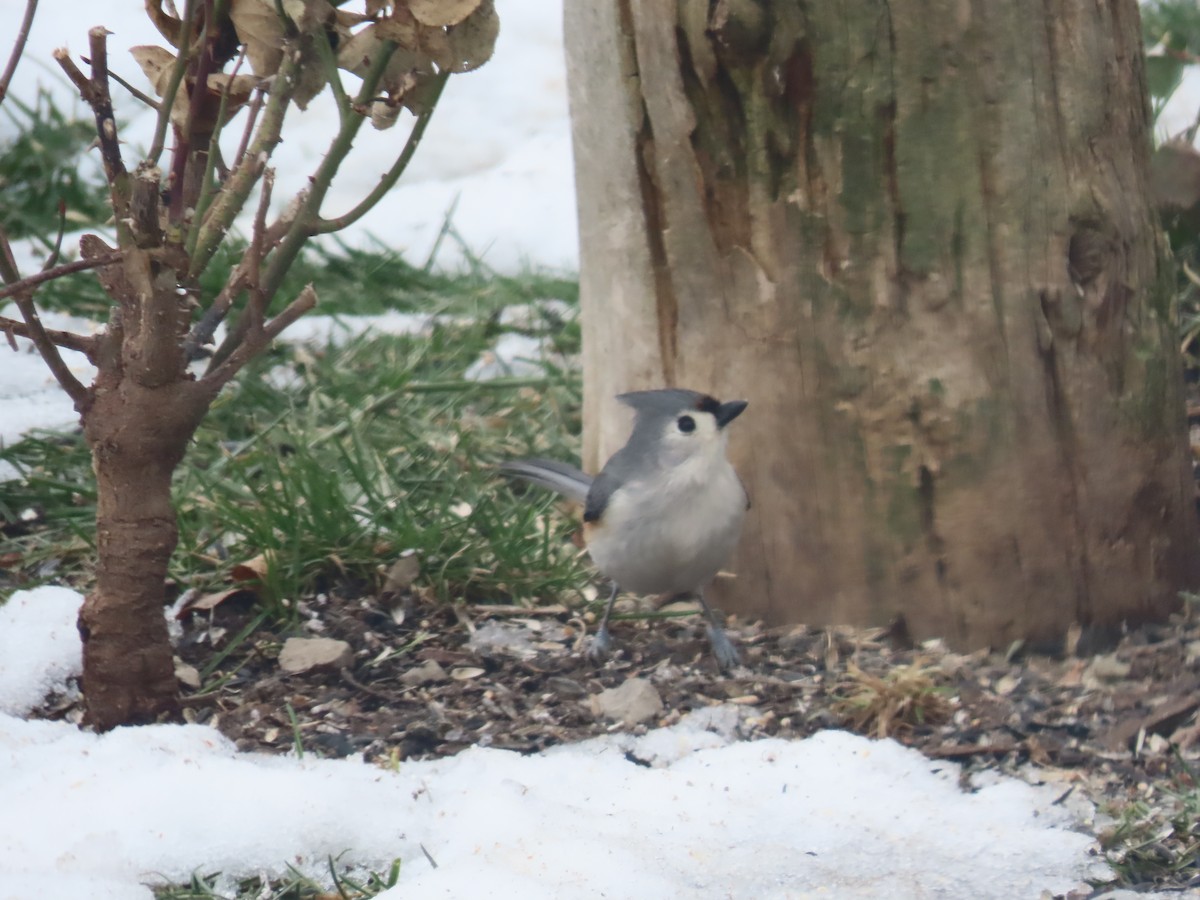 Tufted Titmouse - ML614746260