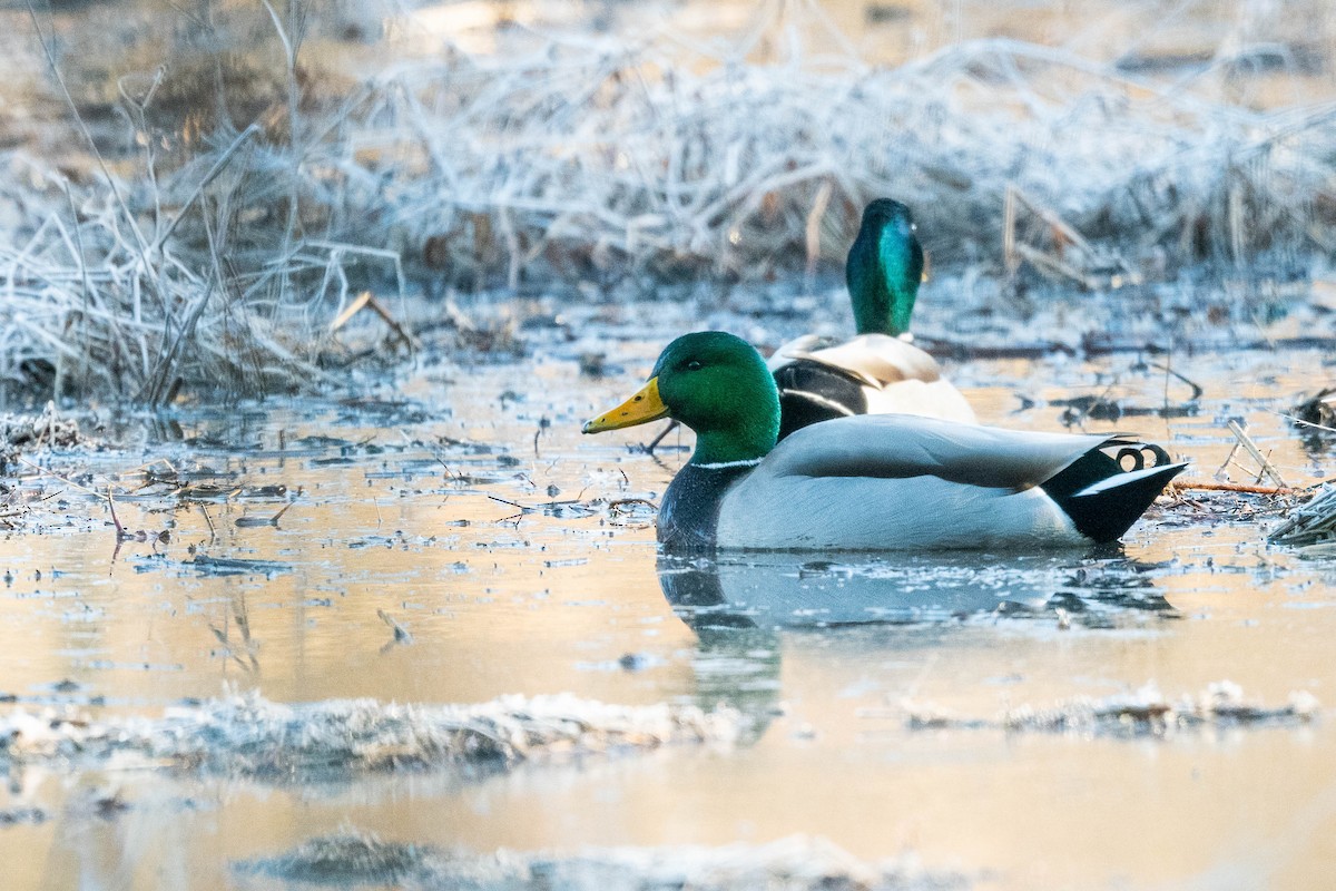 Canard colvert - ML614746271