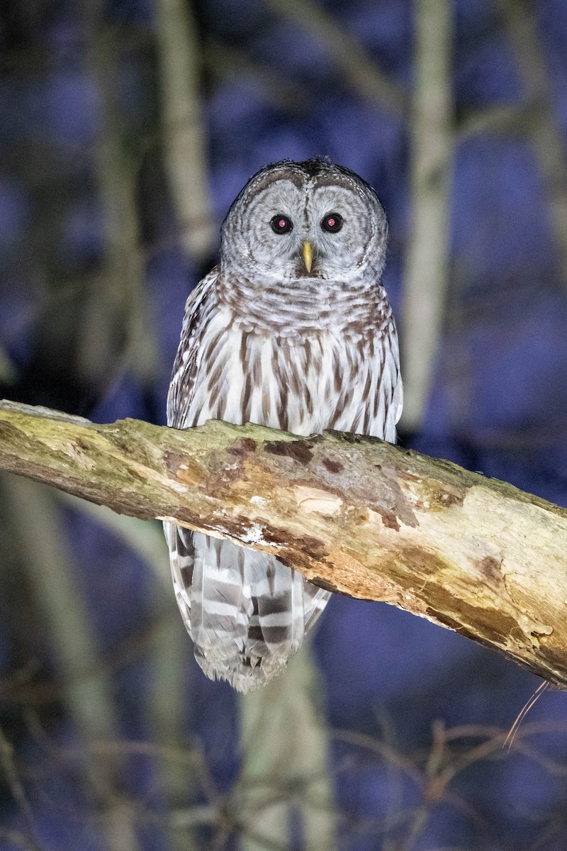 Barred Owl - ML614746275