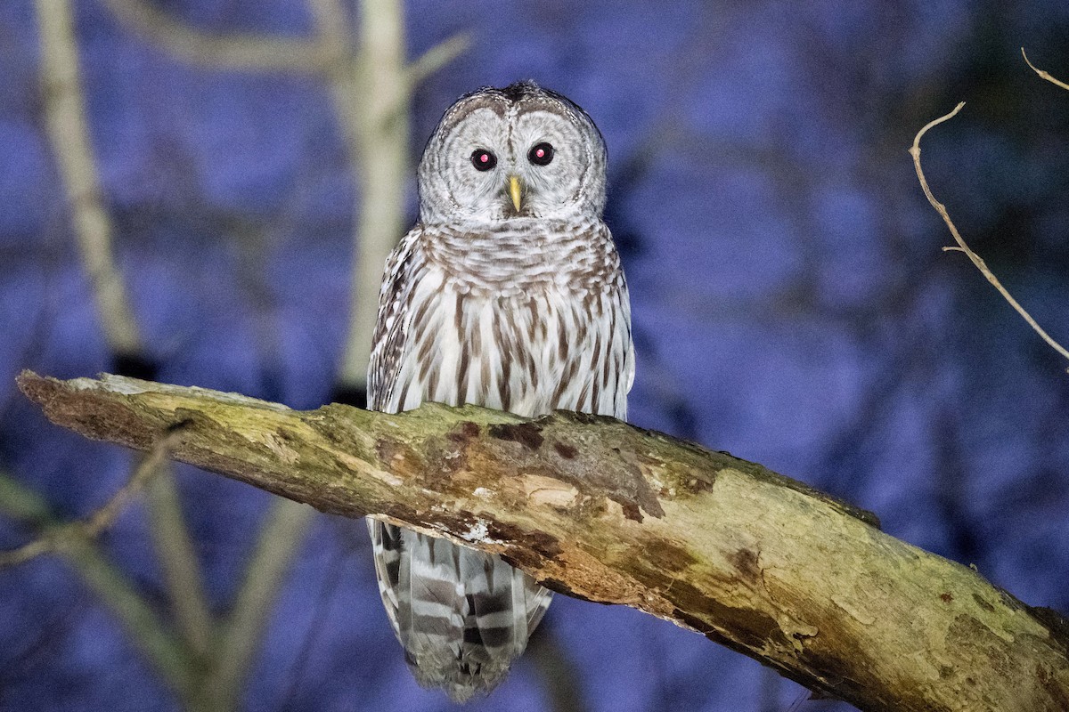 Barred Owl - ML614746276