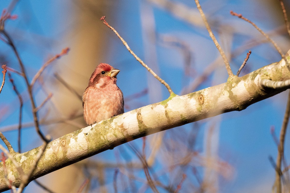 Purple Finch (Eastern) - ML614746281