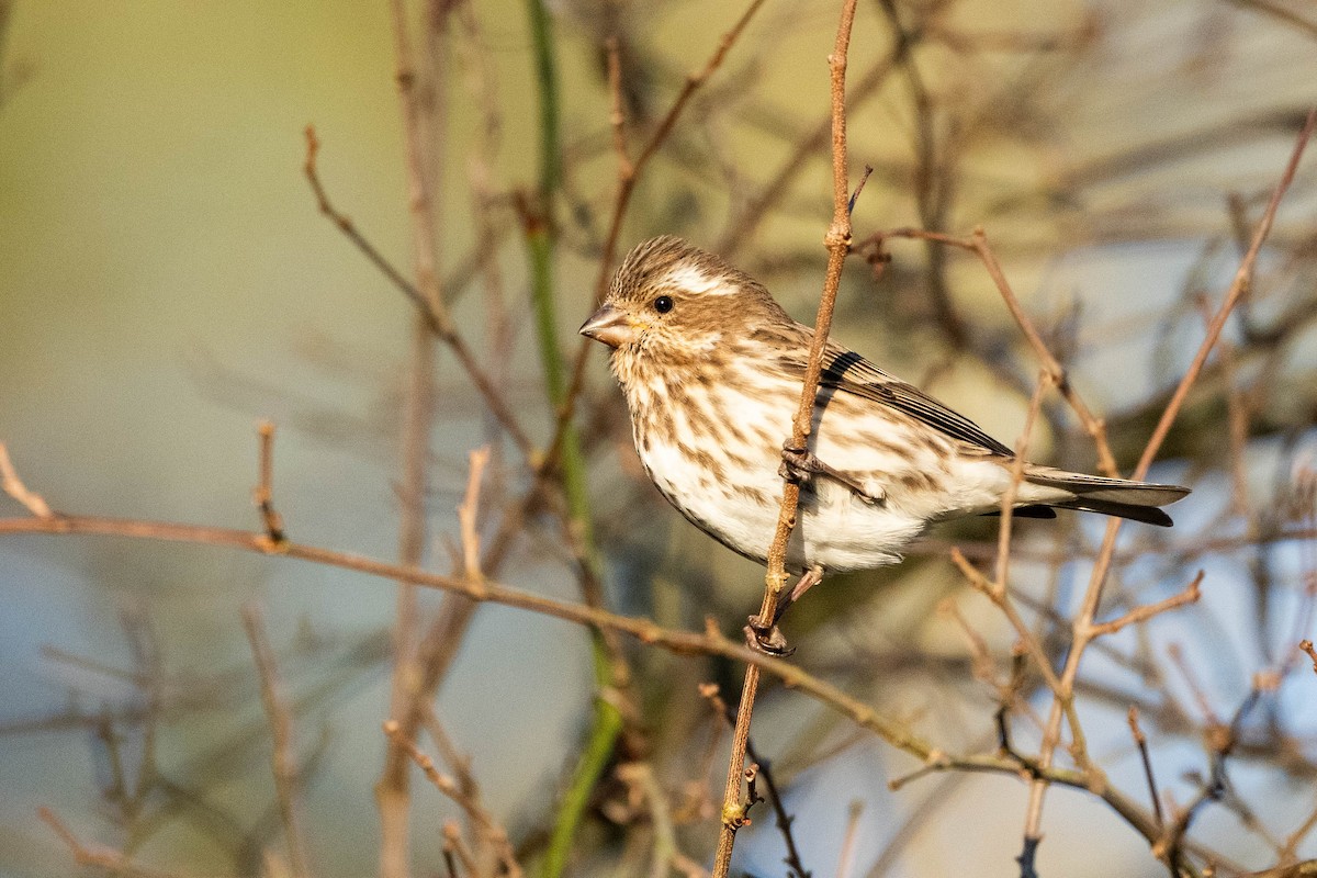 Purple Finch (Eastern) - ML614746282