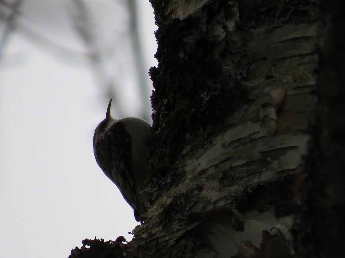 Brown Creeper - ML614746285