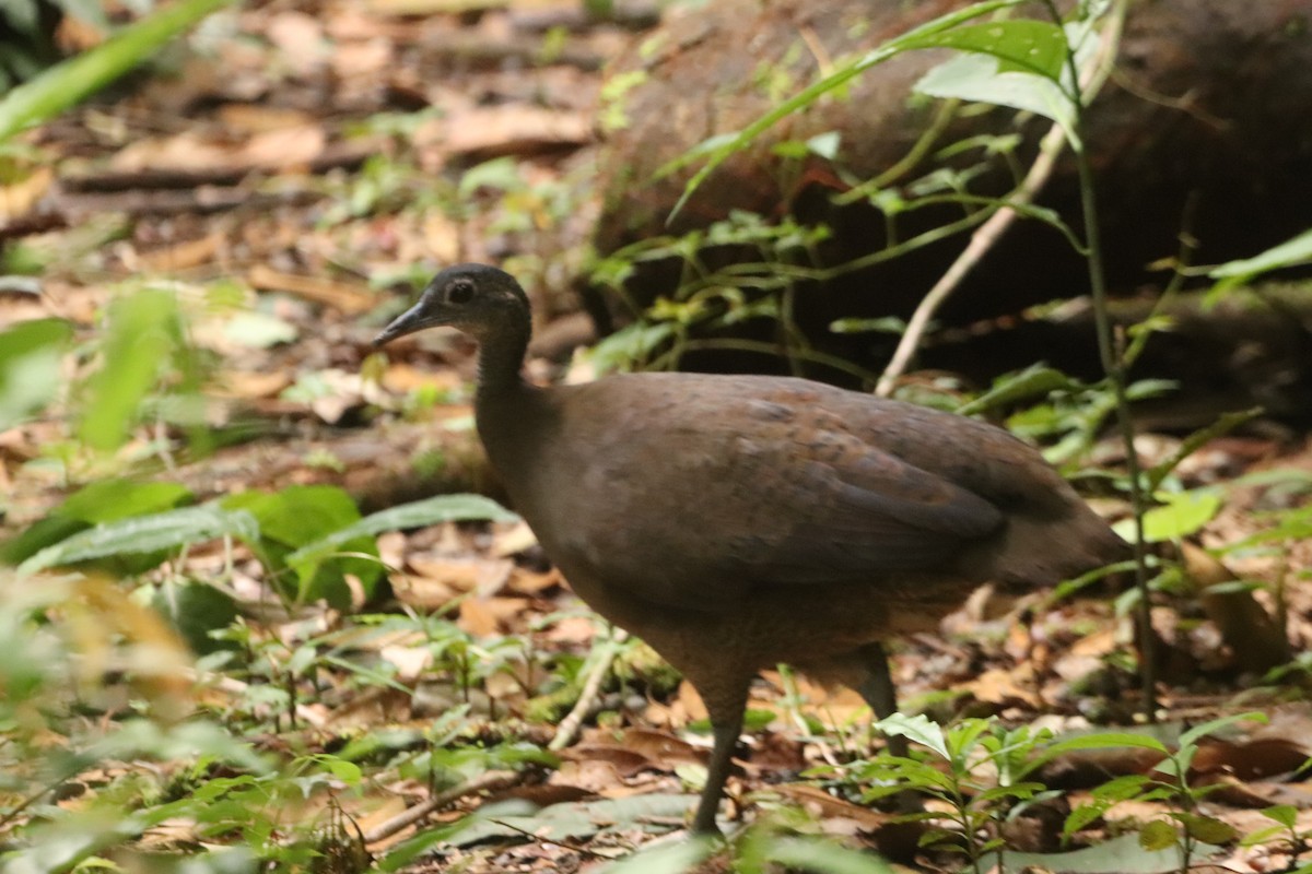 Great Tinamou - ML614746288