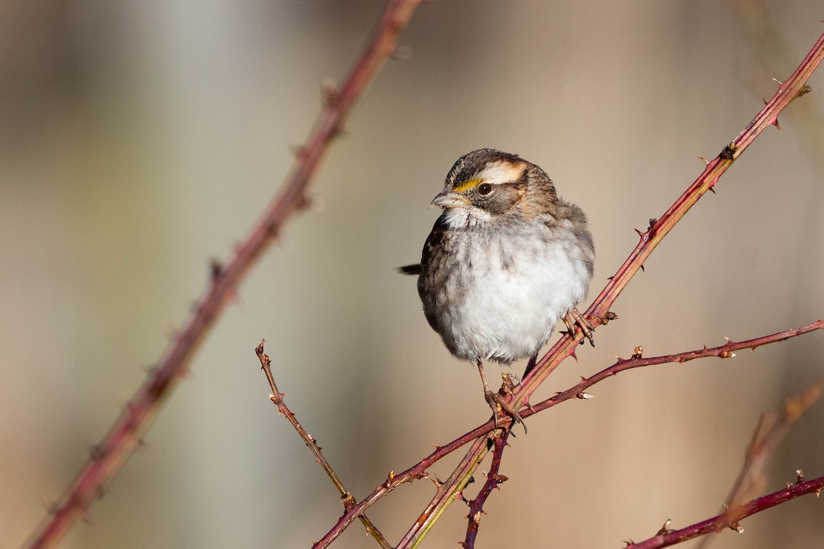 White-throated Sparrow - ML614746289