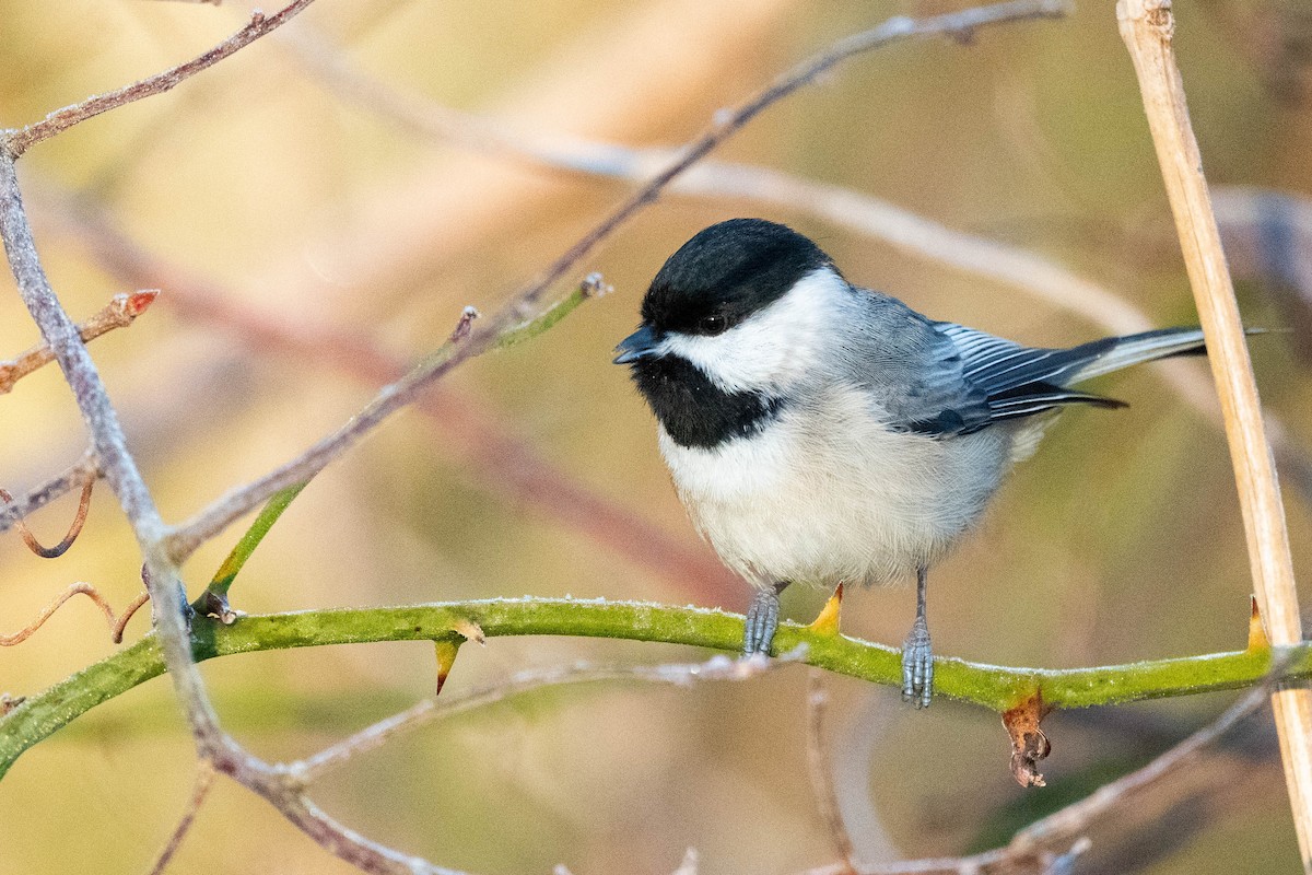 Carolina Chickadee - ML614746316