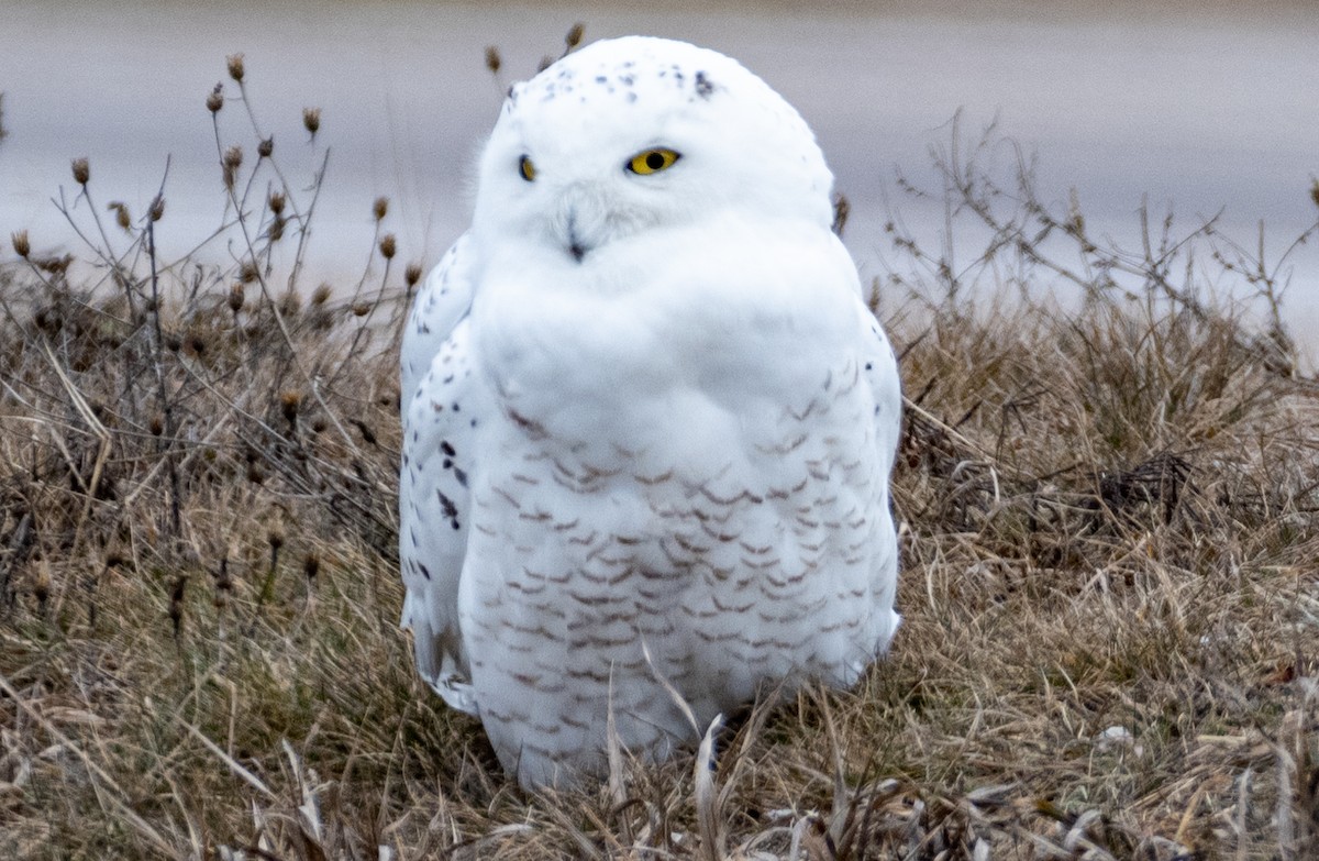 Snowy Owl - ML614746349