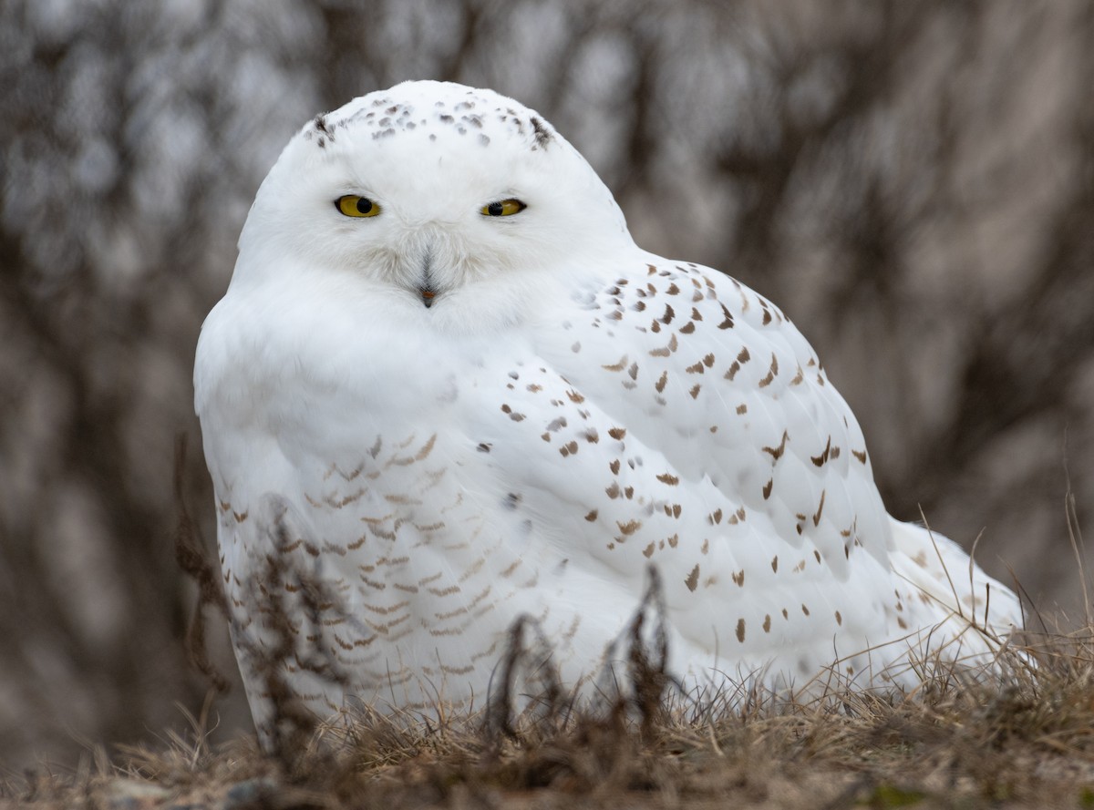 Snowy Owl - ML614746353