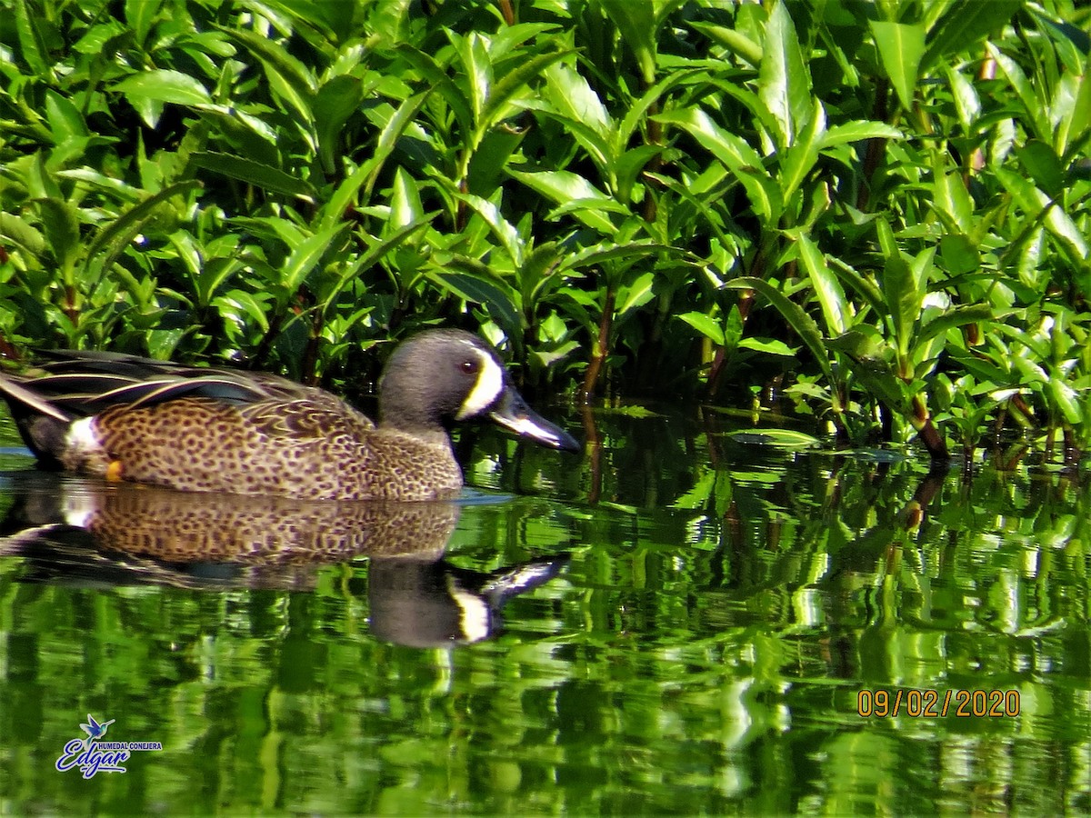 Blue-winged Teal - ML614746370