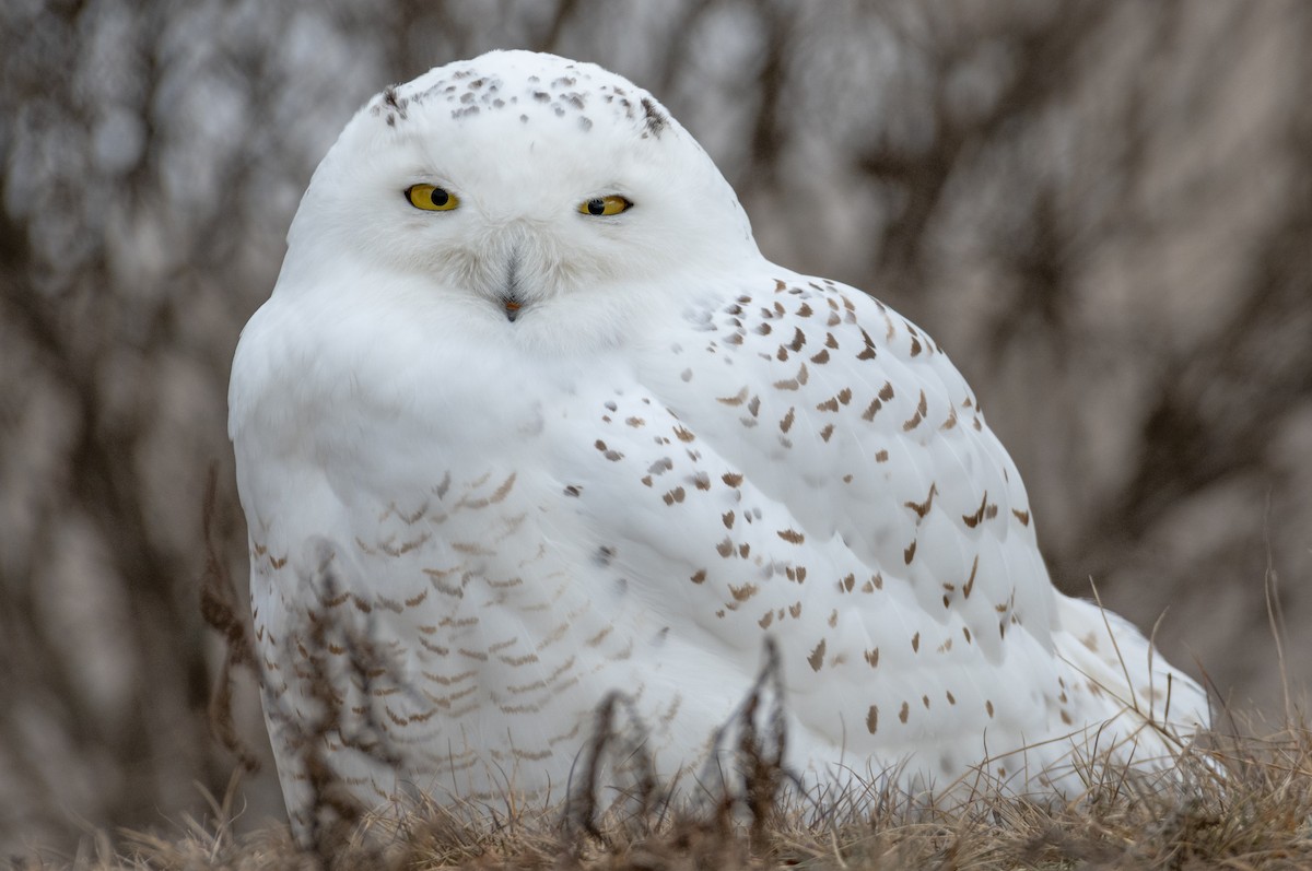 Snowy Owl - ML614746382