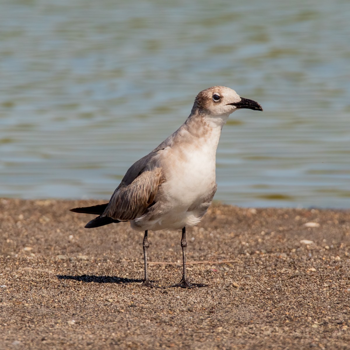 Laughing Gull - ML614746400