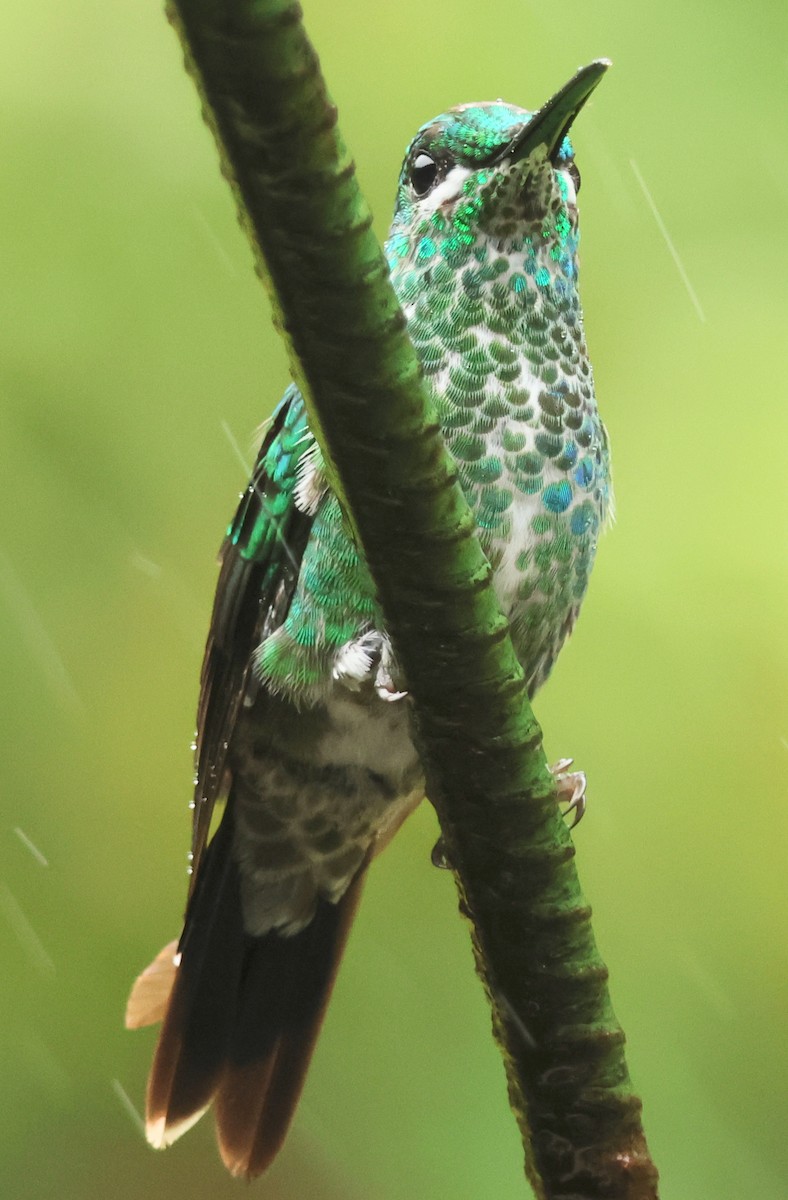 Green-crowned Brilliant - Dave Czaplak