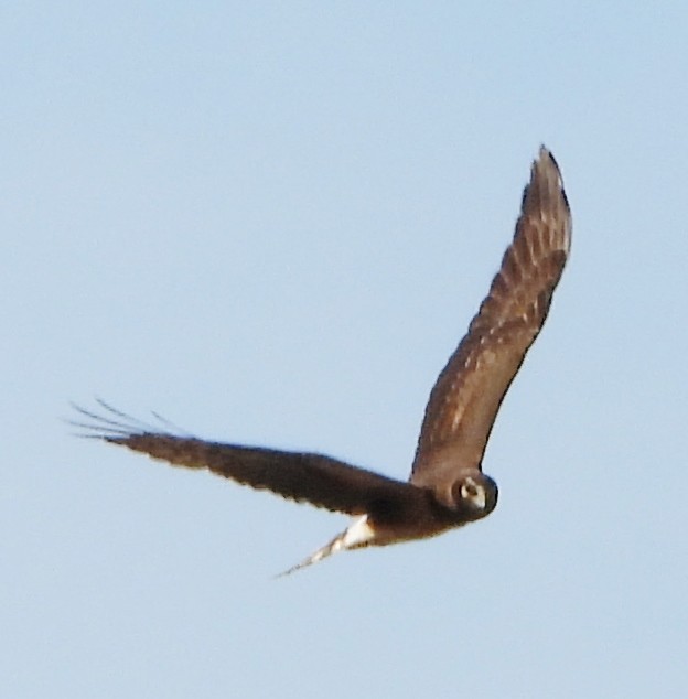 Northern Harrier - alan murray