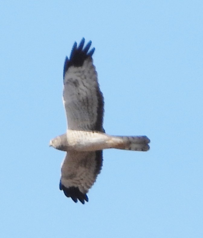 Northern Harrier - alan murray