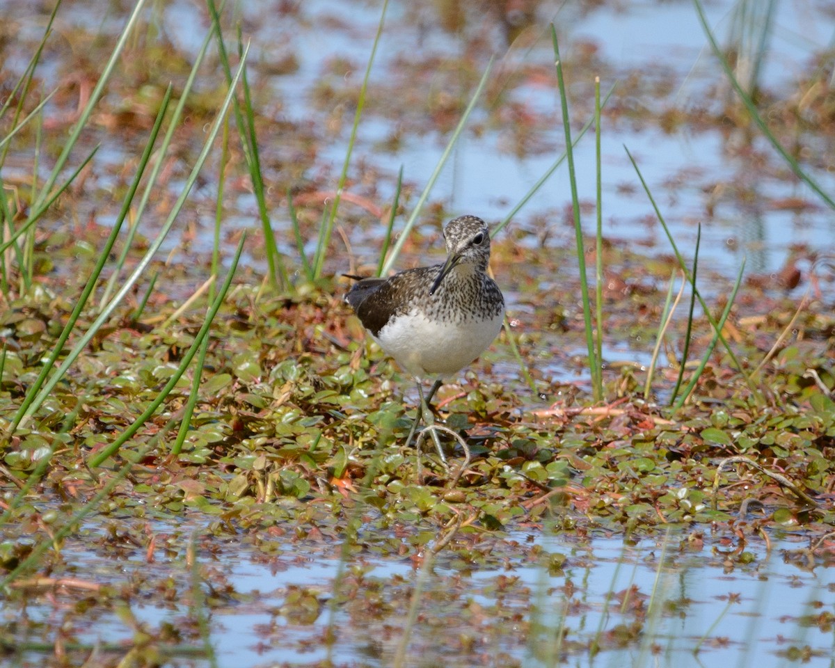 Common Greenshank - Jaume Dolcet