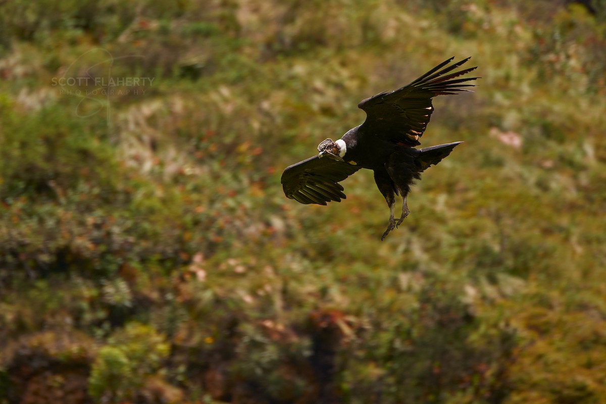 Andean Condor - ML614746464