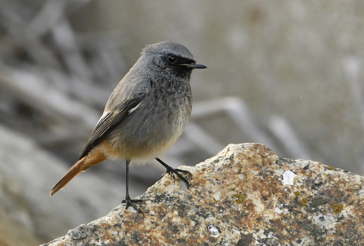 Black Redstart - ML614746555