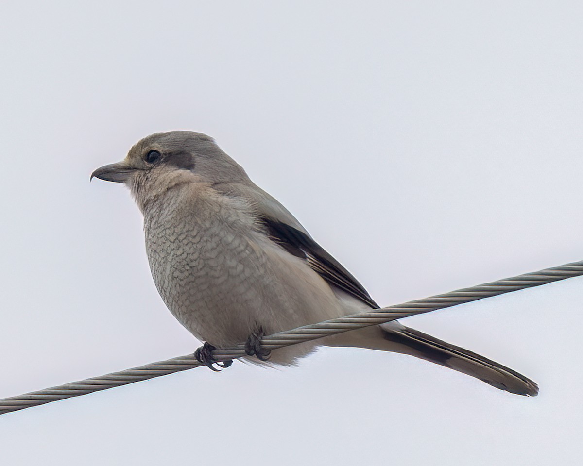 Alcaudón Boreal - ML614746607