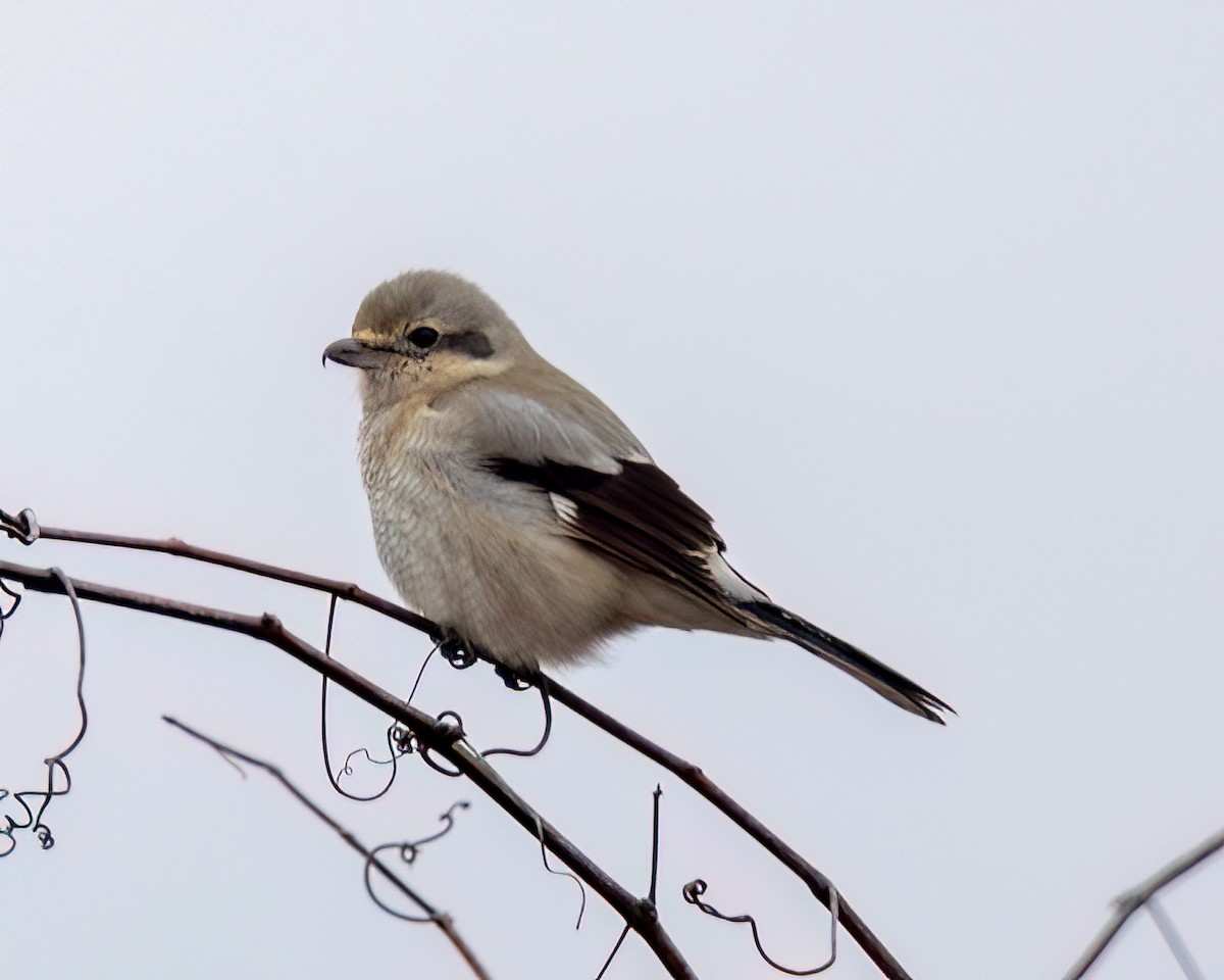 Northern Shrike - ML614746608