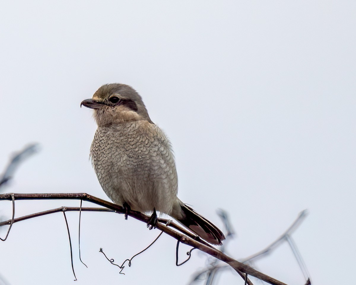 Northern Shrike - Kelly White