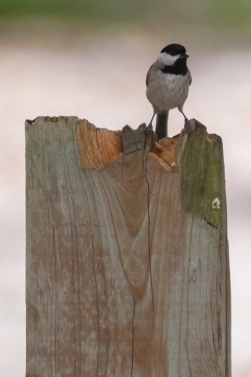 Carolina Chickadee - Tim Horvath