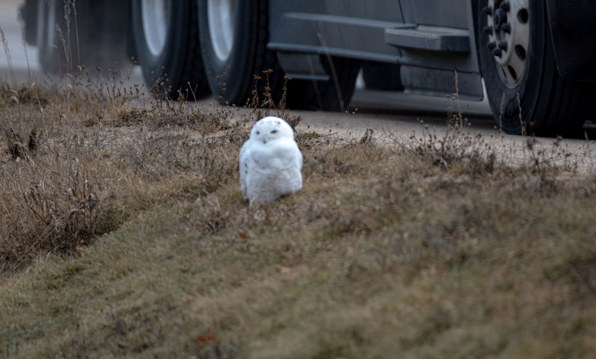 Snowy Owl - ML614746652