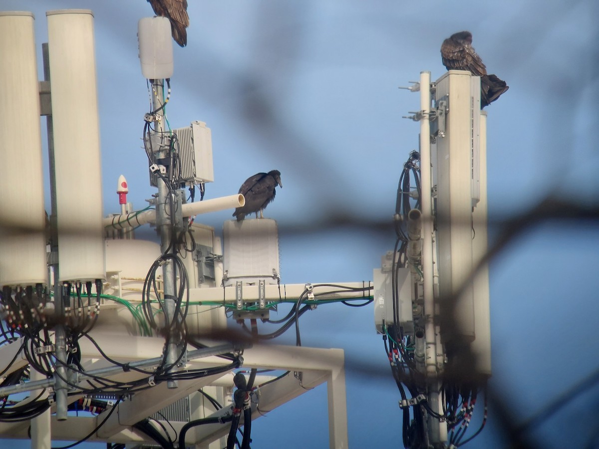 Black Vulture - ML614746678