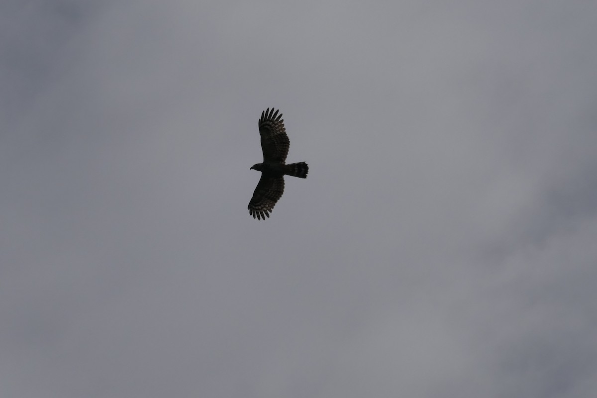 Hook-billed Kite (Grenada) - ML614746724