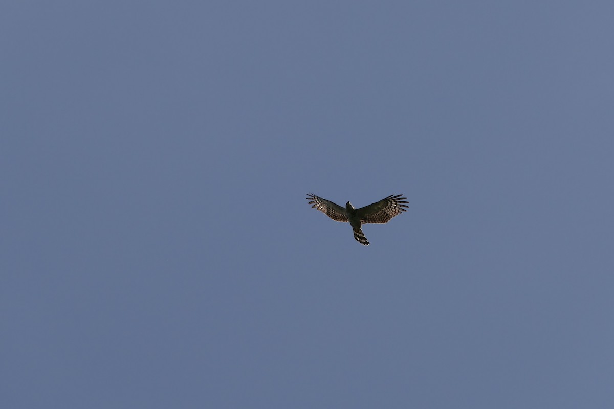 Hook-billed Kite (Grenada) - ML614746725