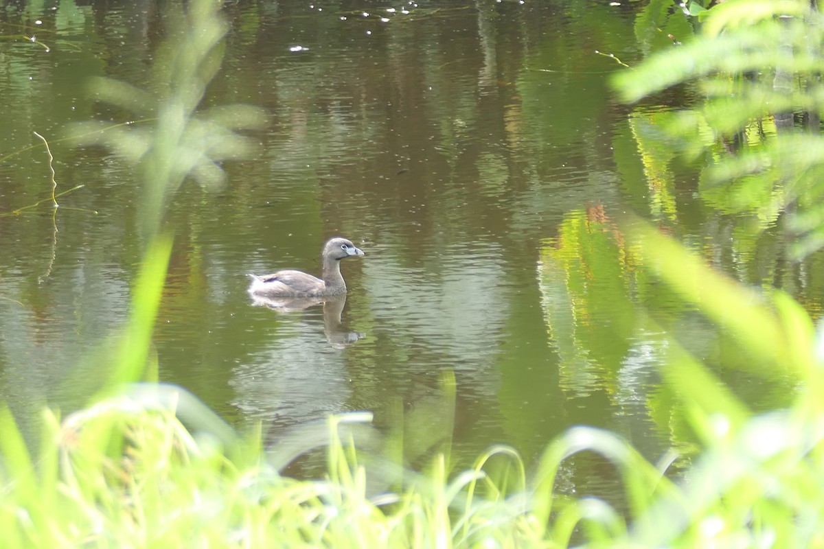 Pied-billed Grebe - ML614746772