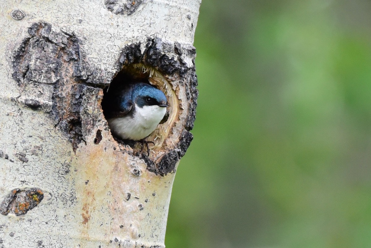 Tree Swallow - Anonymous