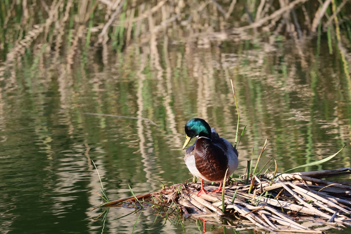 Mallard - Luís Filipe Ferreira