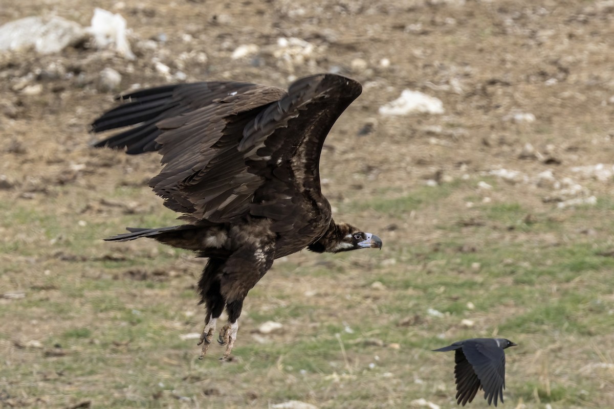 Cinereous Vulture - Aras Metin