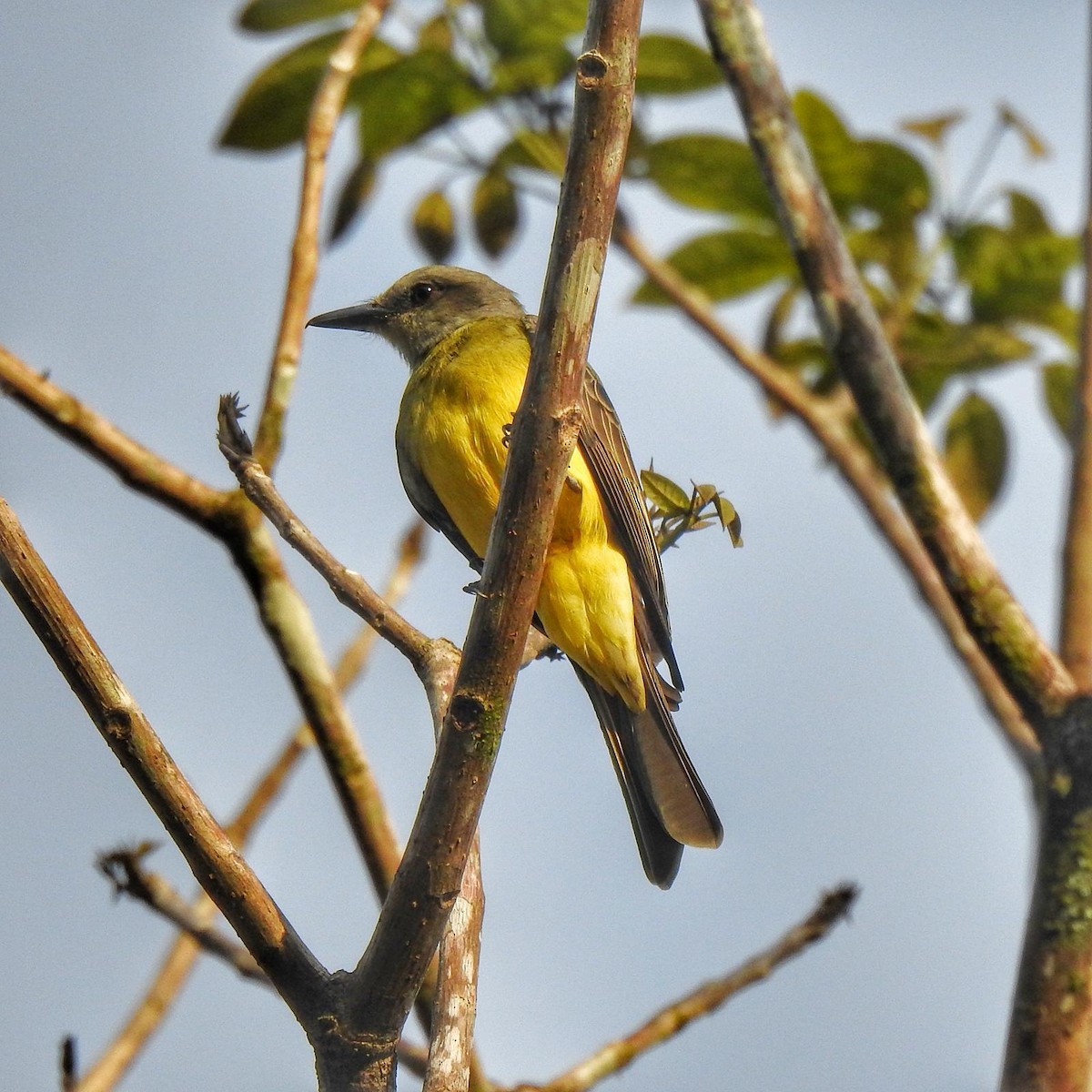 Tropical Kingbird - ML614746946