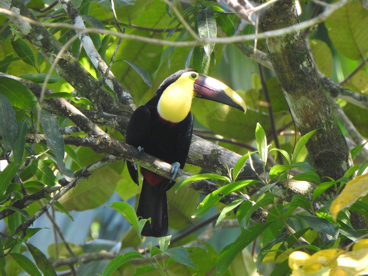 Yellow-throated Toucan - Anna Stalcup