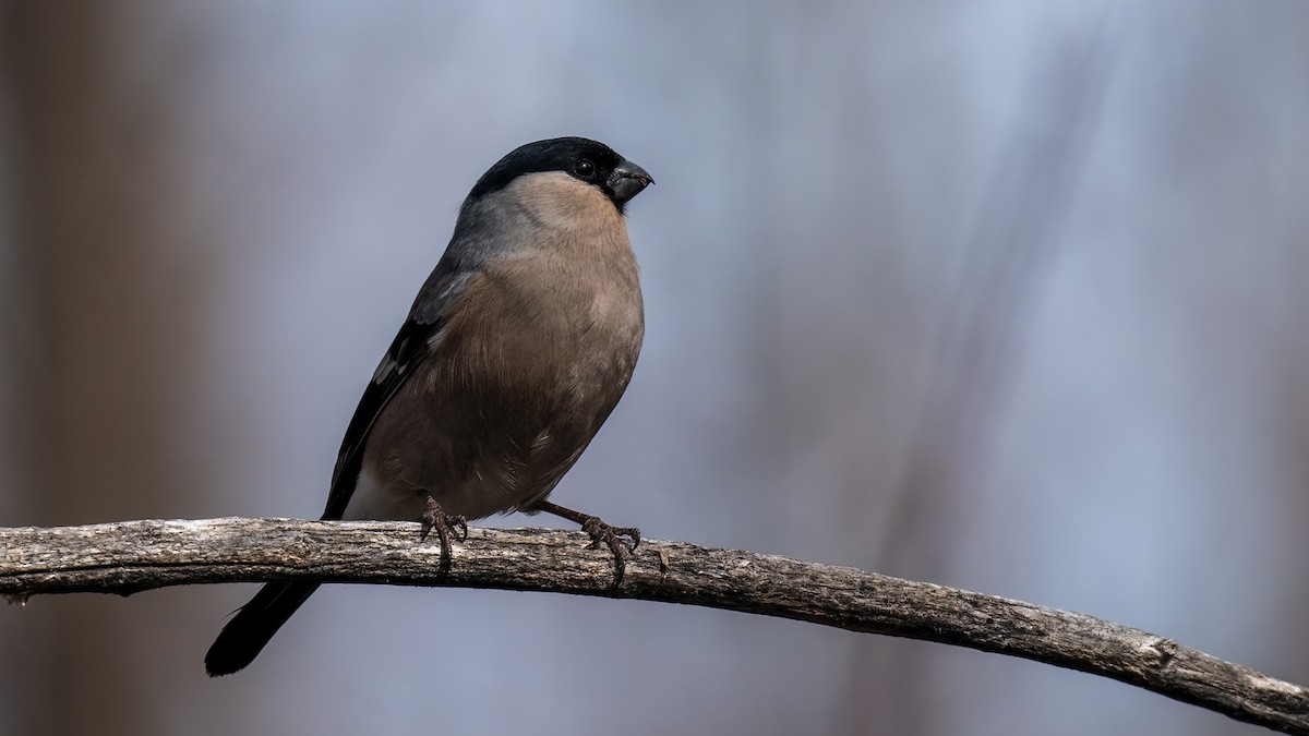 Eurasian Bullfinch - ML614747092