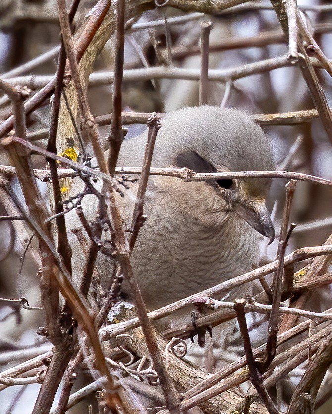 Northern Shrike - Bruce White