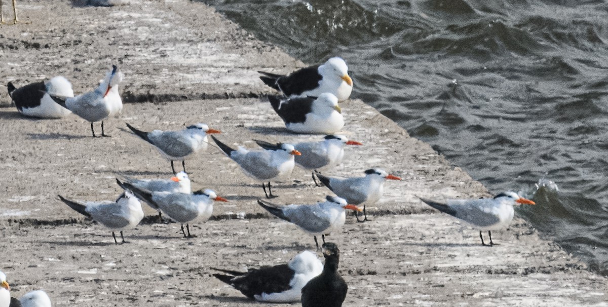 Royal Tern - ML614747230