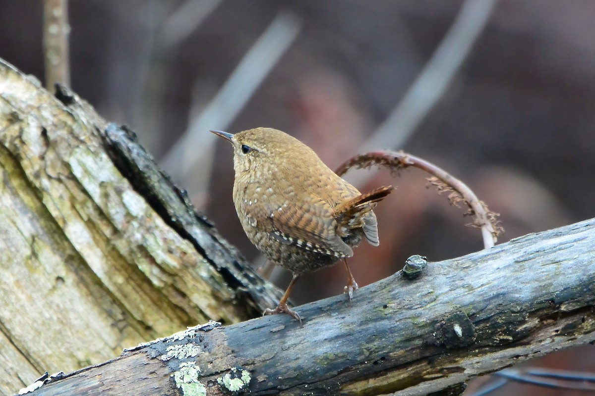 Winter Wren - ML614747272