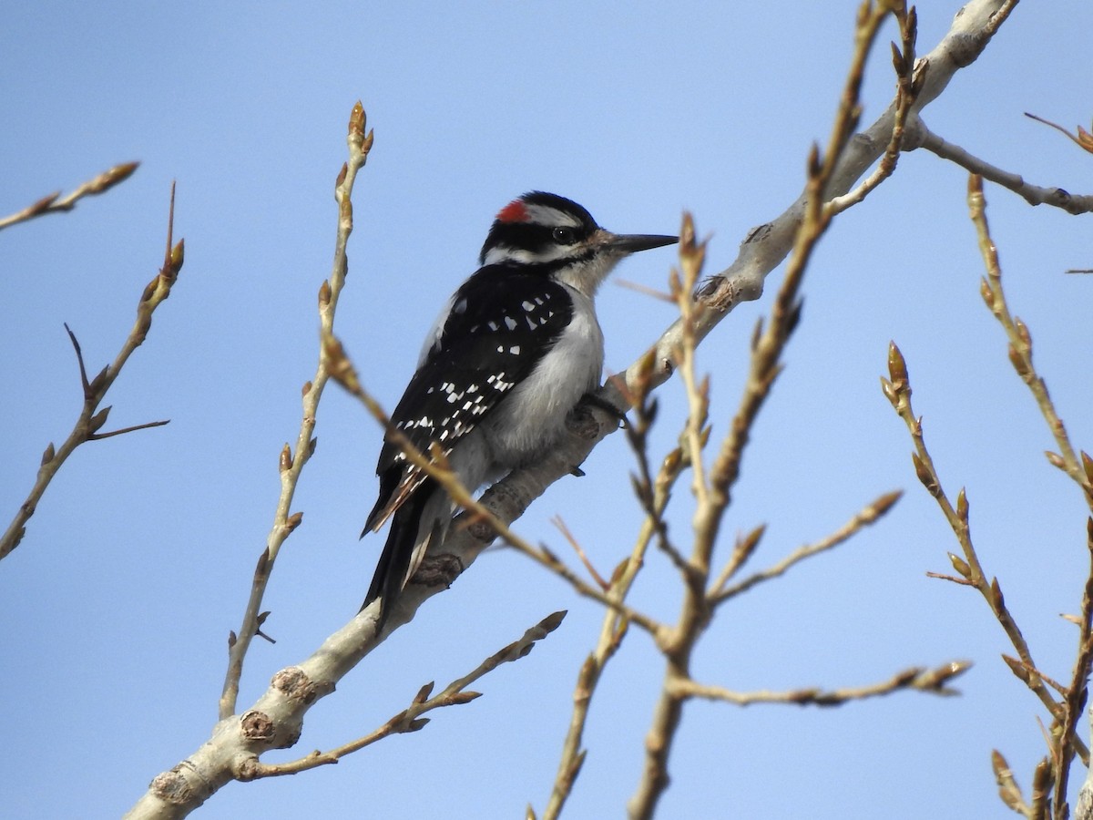 Hairy Woodpecker - ML614747278
