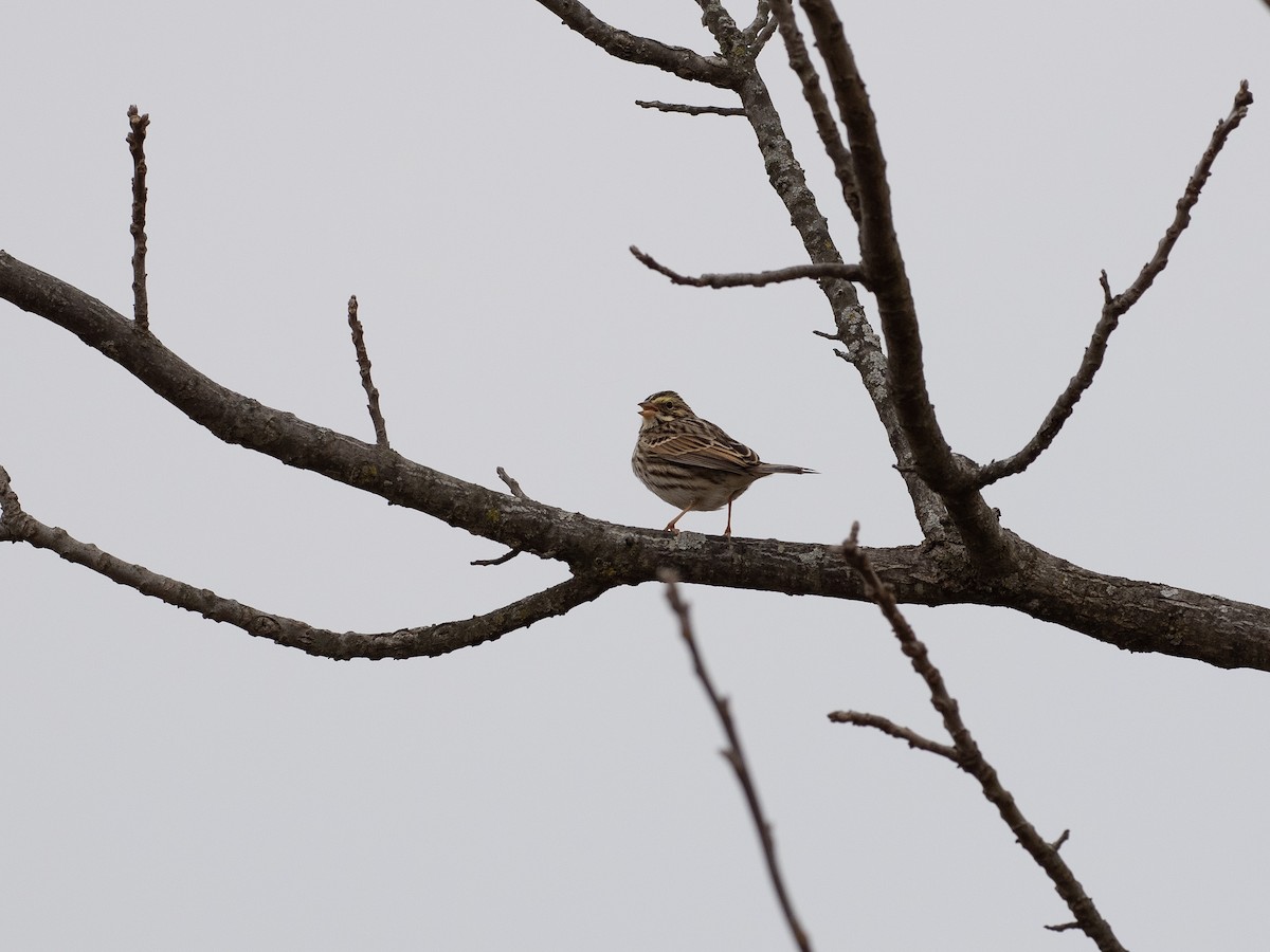 Savannah Sparrow - ML614747280