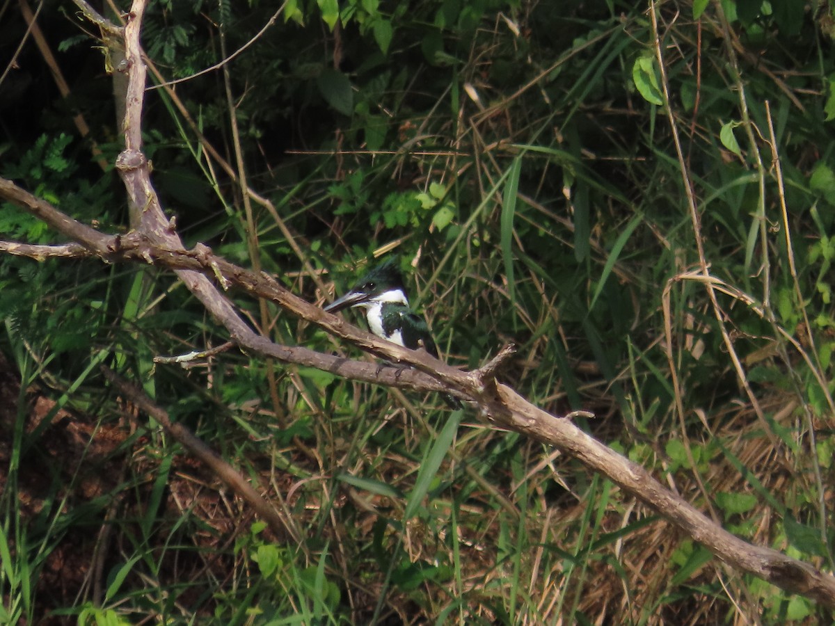 Amazon Kingfisher - ML614747356