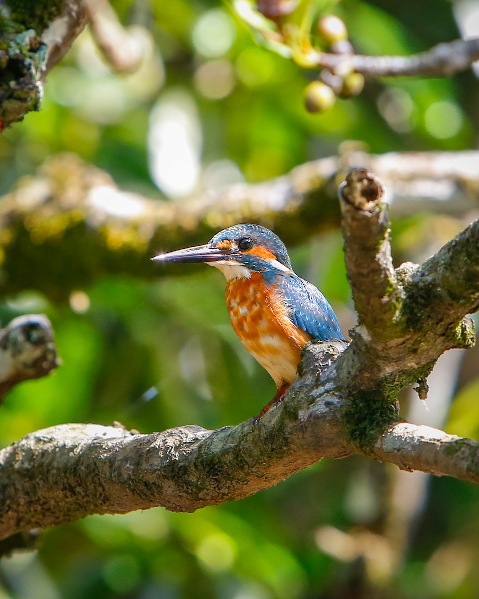 Common Kingfisher - Nathan Long